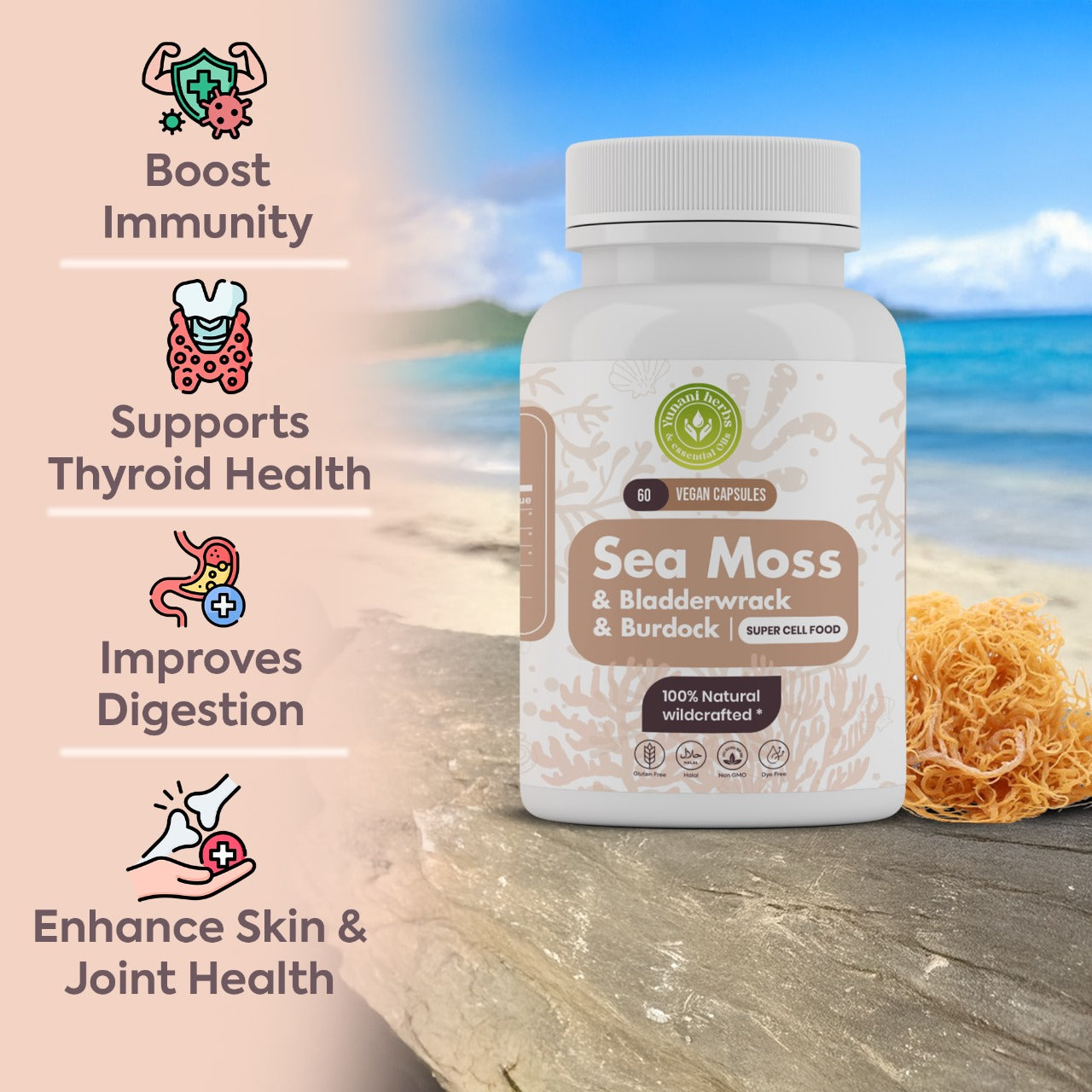 Sea Moss Bladderwrack Burdock 500mg each 60 vegan capsules