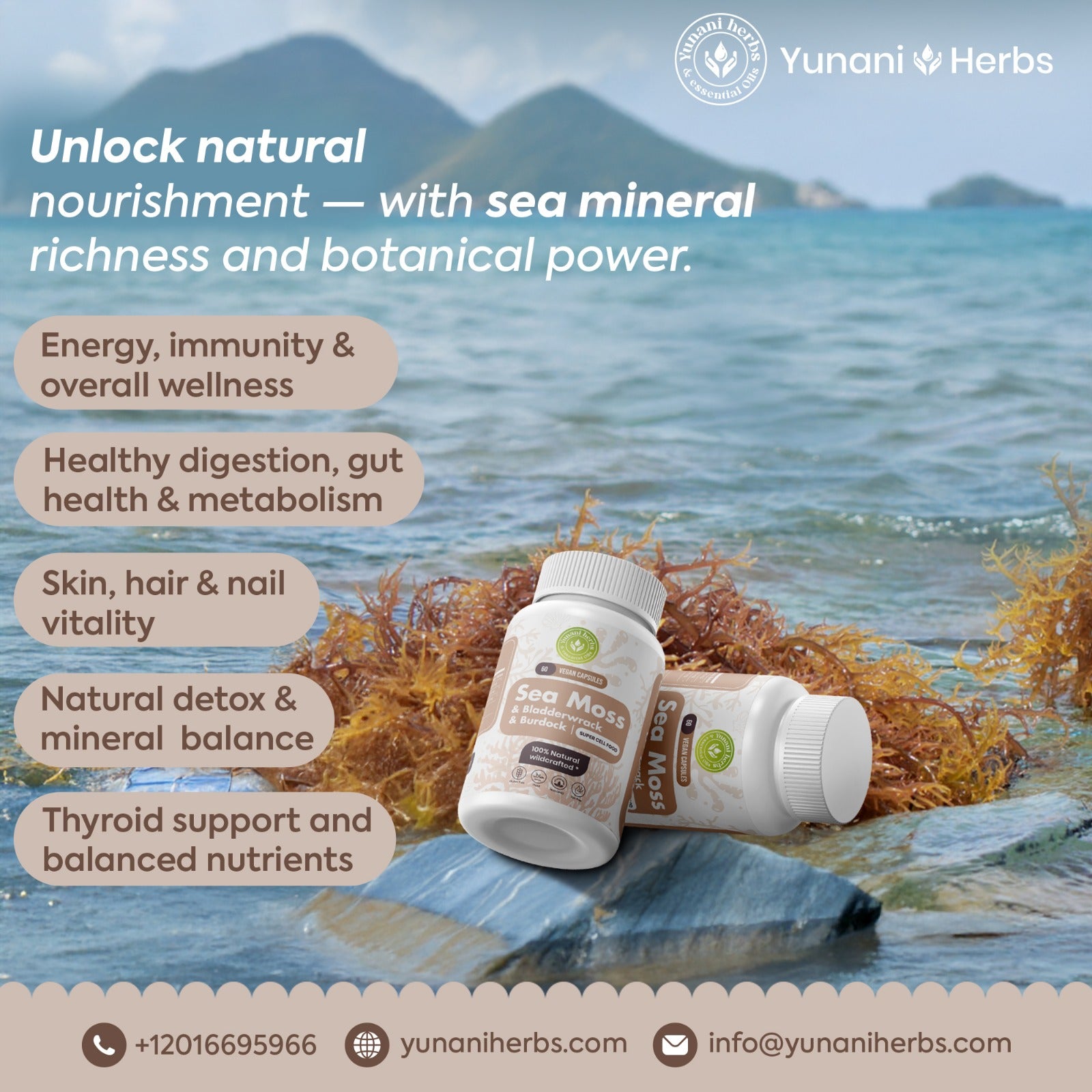 Sea Moss Bladderwrack Burdock 500mg each 60 vegan capsules